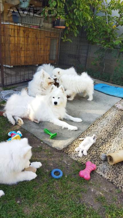 Foto inzerátu Samojed - štěňátka s PP 