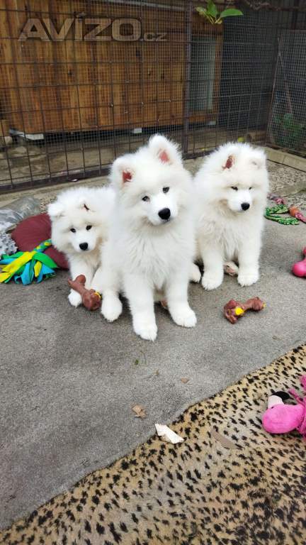 Foto inzerátu Samojed - štěňátka s PP 