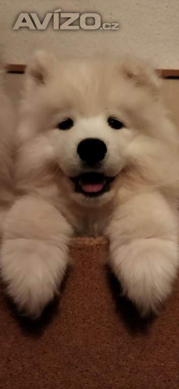 Foto inzerátu Samojed - štěňátka s PP 