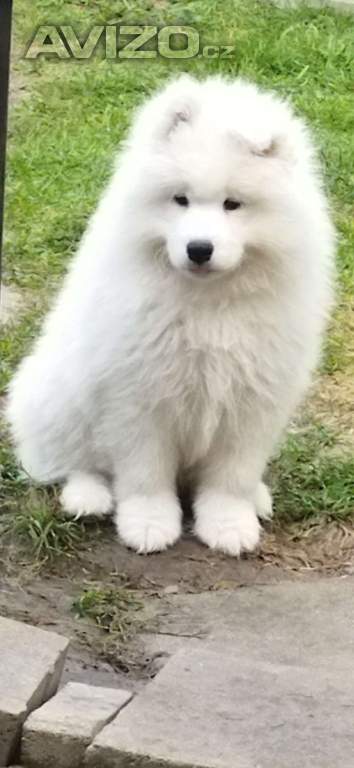 Foto inzerátu Samojed - štěňátka s PP 