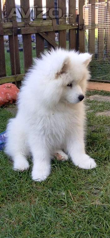 Foto inzerátu Samojed - štěňátka s PP 