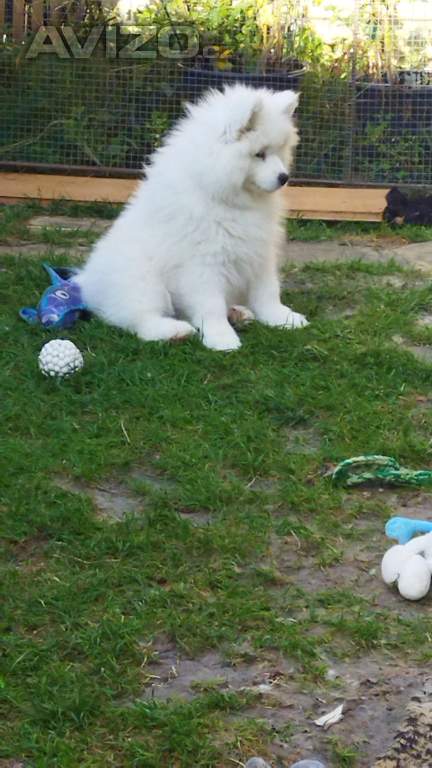 Foto inzerátu Samojed - štěňátka s PP 