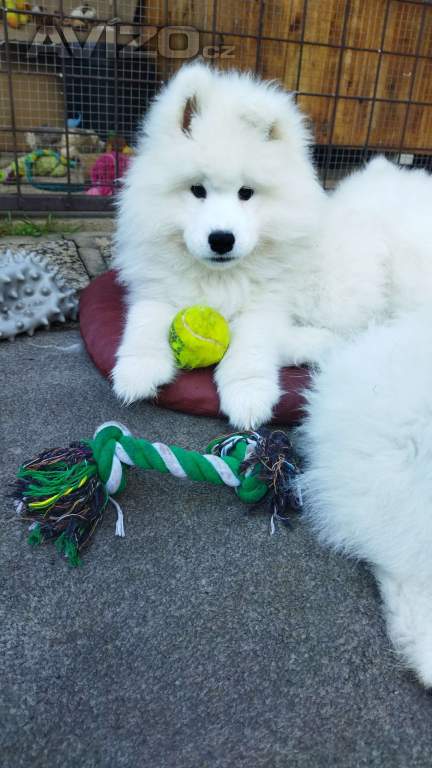 Foto inzerátu Samojed - štěňátka s PP 