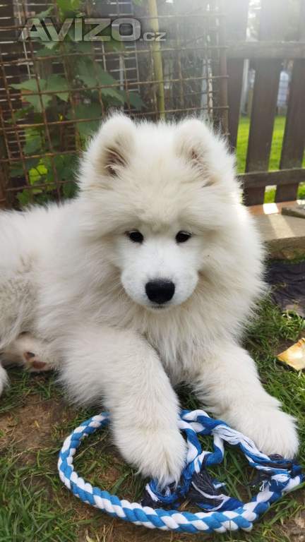 Foto inzerátu Samojed - štěňátka s PP 