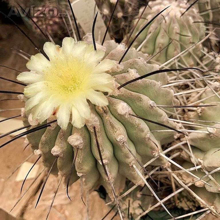 Kaktus Copiapoa dealbata (1 km za odb. na Canto de la Agua) - semena