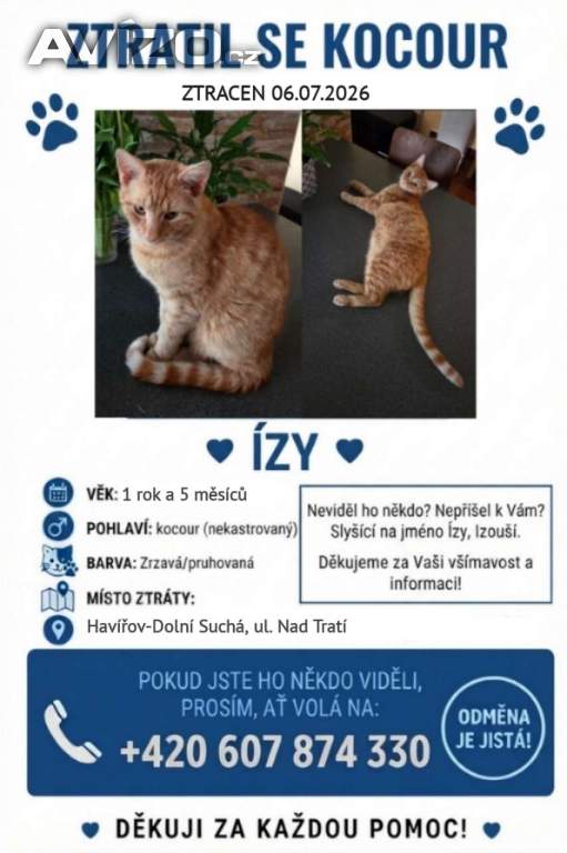 Hledá se kocourek ÍZY - Havířov