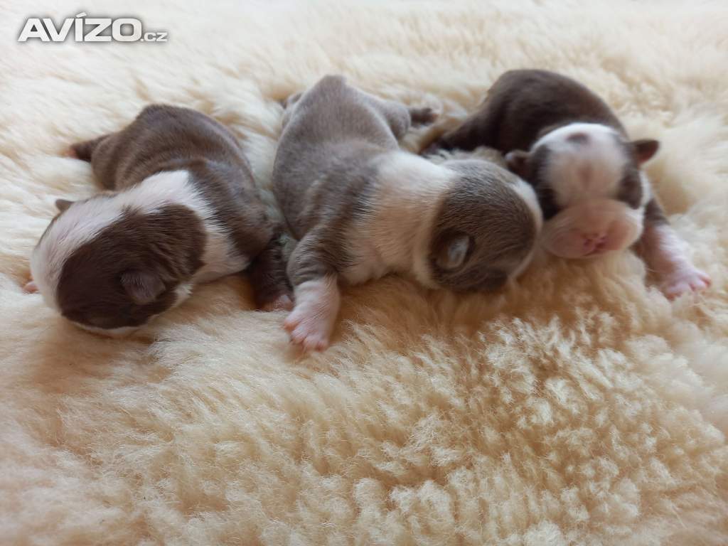 Boston-Bostonský Terrier