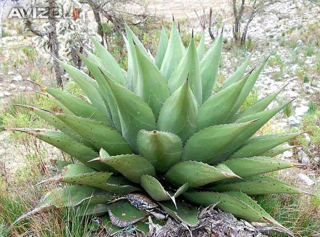 Sazenice Agave gentryi