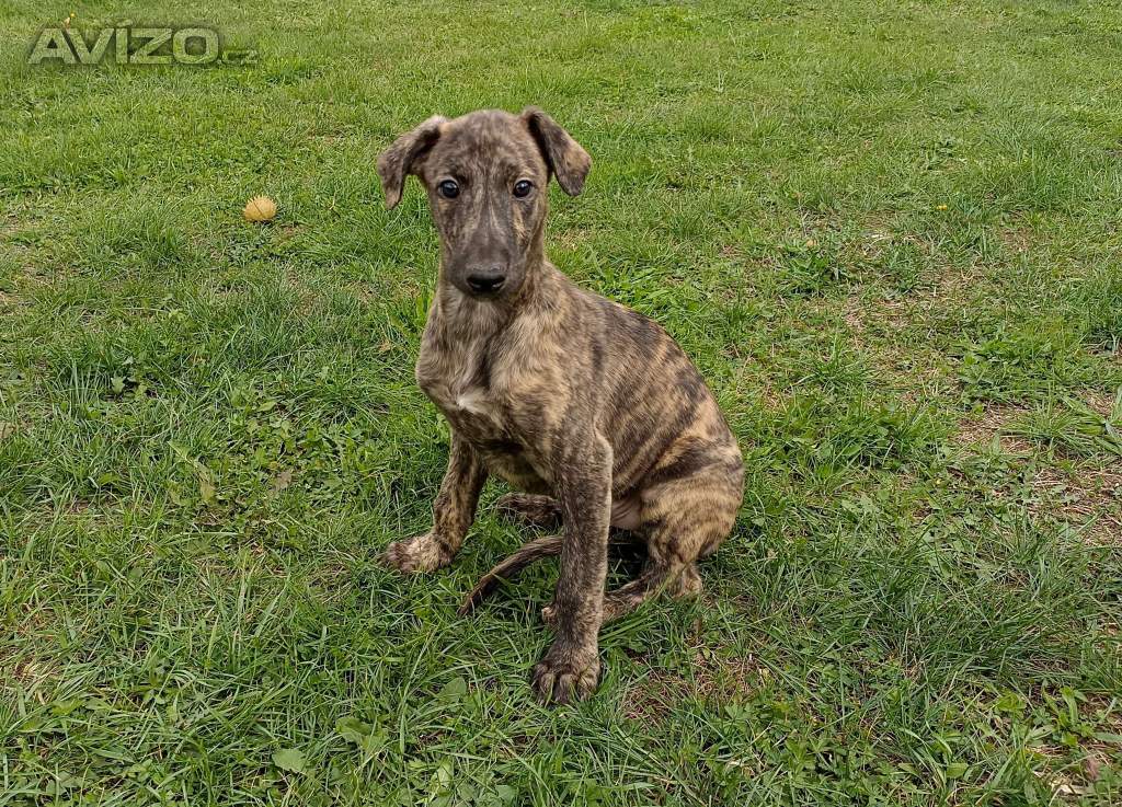 Foto inzerátu Anglický chrt /Greyhound/ - štěňata s PP
