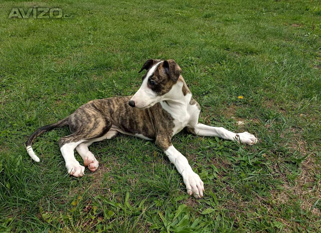 Foto inzerátu Anglický chrt /Greyhound/ - štěňata s PP