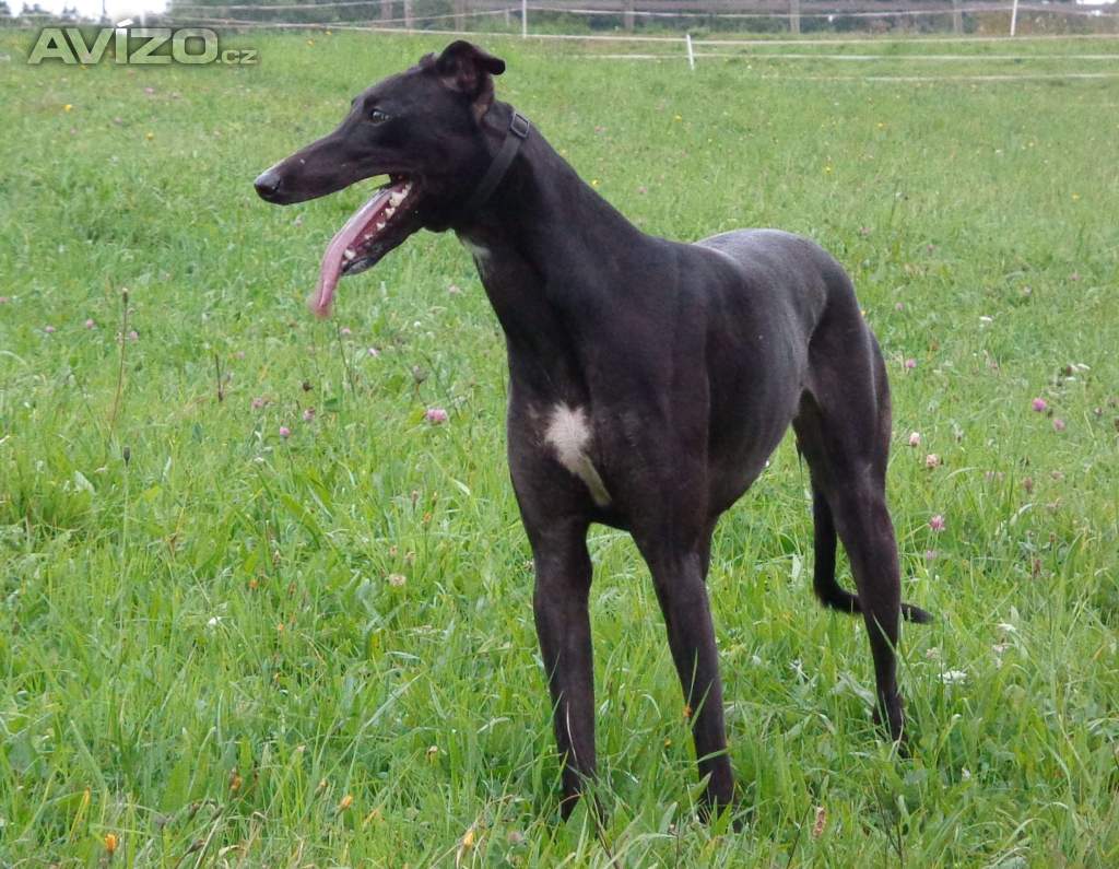 Foto inzerátu Anglický chrt /Greyhound/ - štěňata s PP