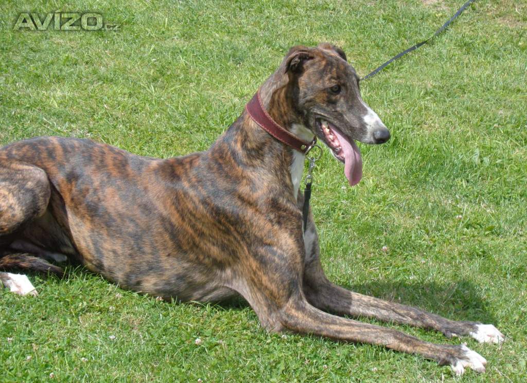 Foto inzerátu Anglický chrt /Greyhound/ - štěňata s PP