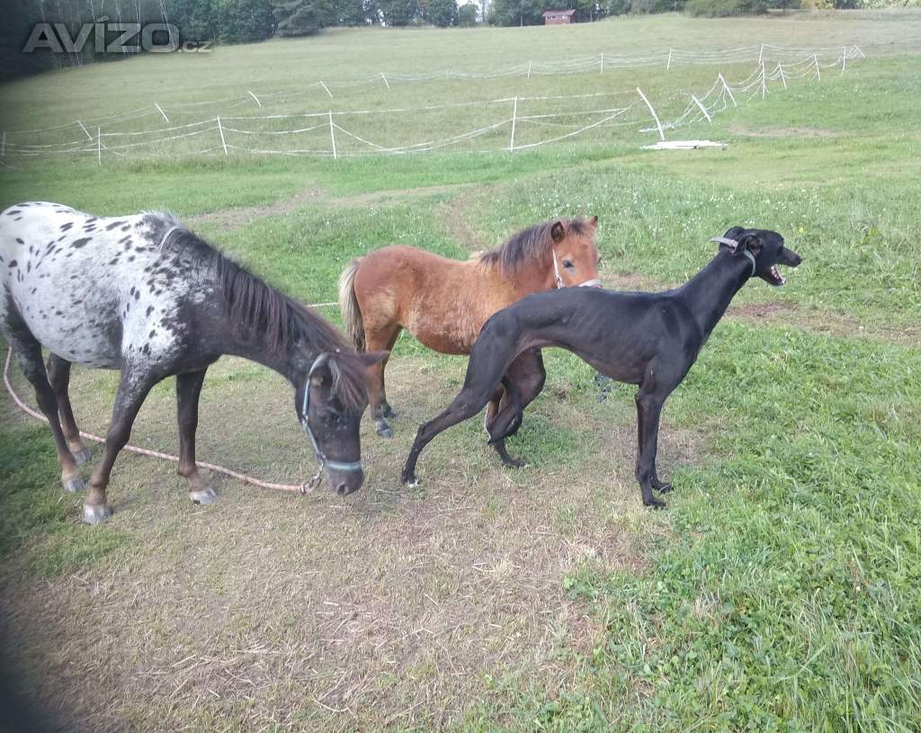 Foto inzerátu Anglický chrt /Greyhound/ - štěňata s PP
