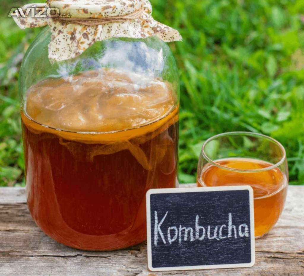 Vyměním velkou 10 cm Kombuchu (Scooby) i s nálevem 200 ml.