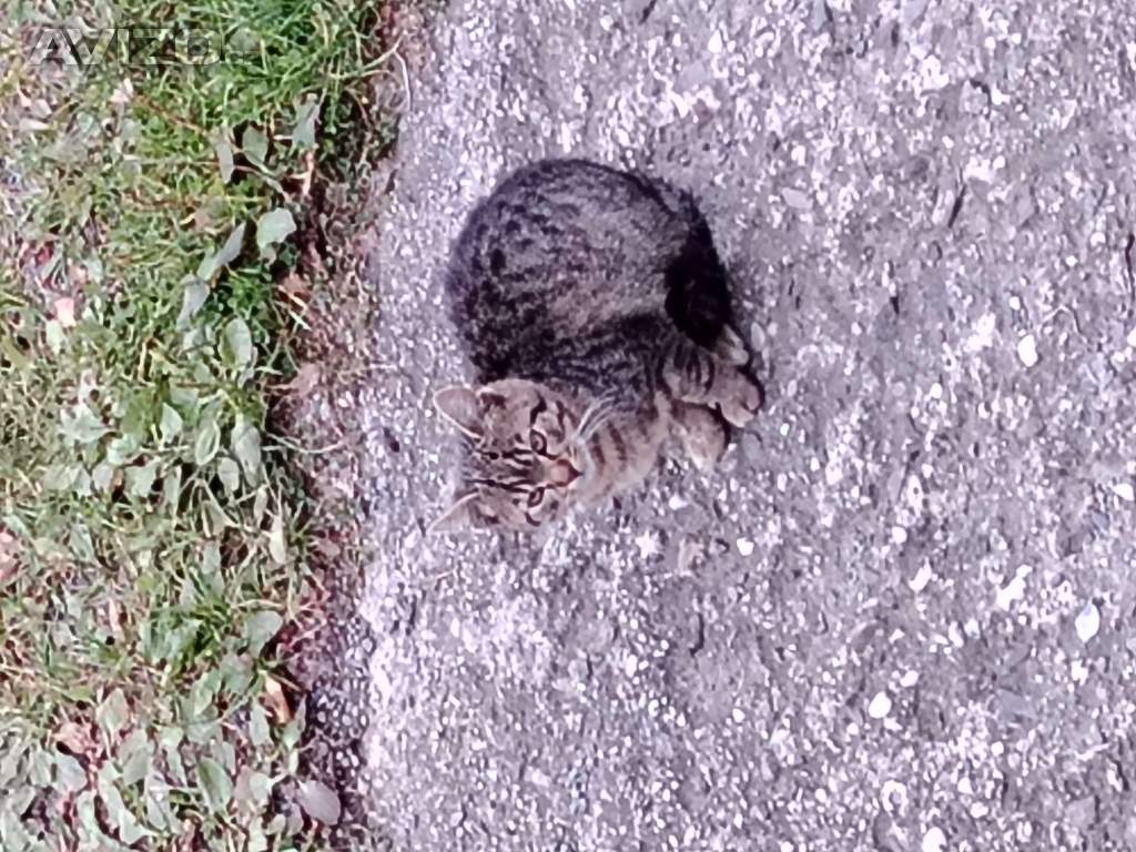 Foto inzerátu Daruji koťátka Zubří u  Roznova