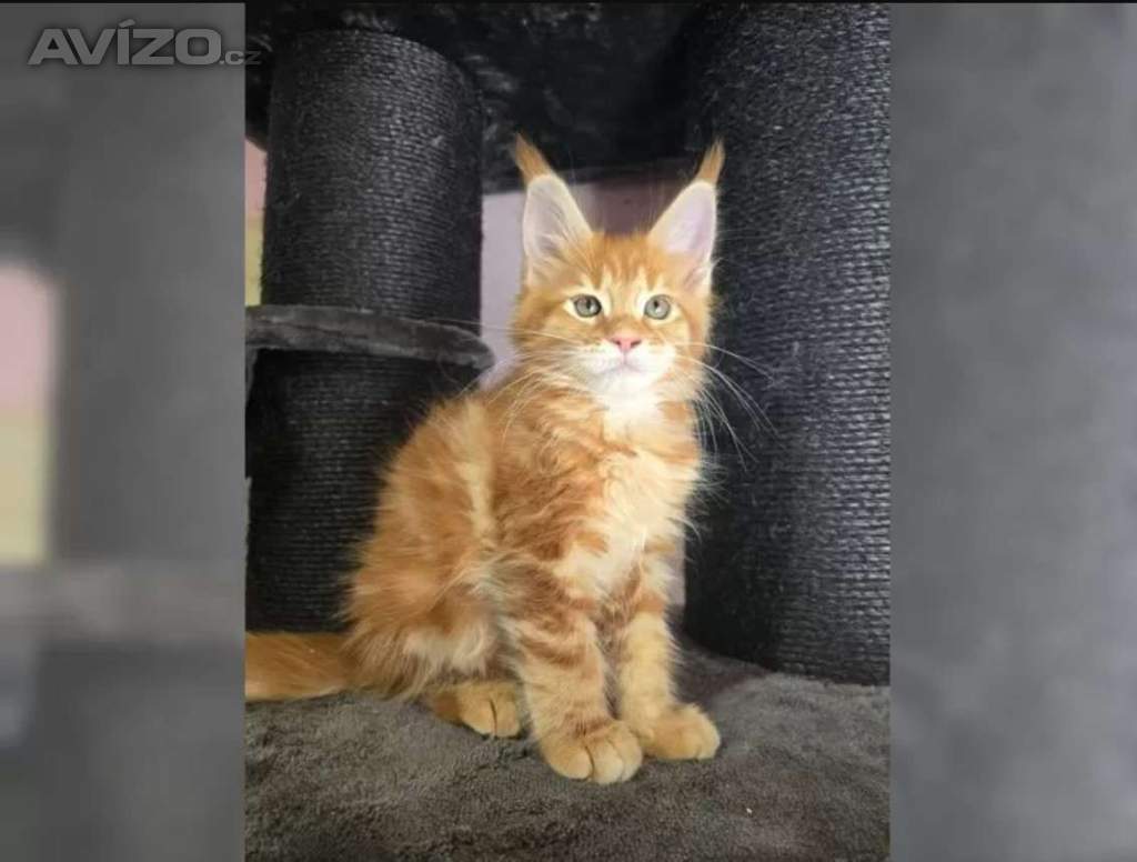Mainská mývalí koťátka hledají milující domov 🐾