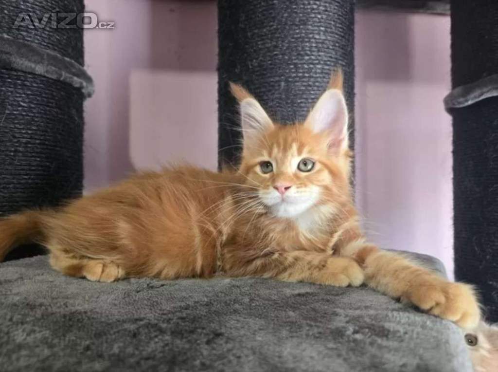 Foto inzerátu Mainská mývalí koťátka hledají milující domov 🐾