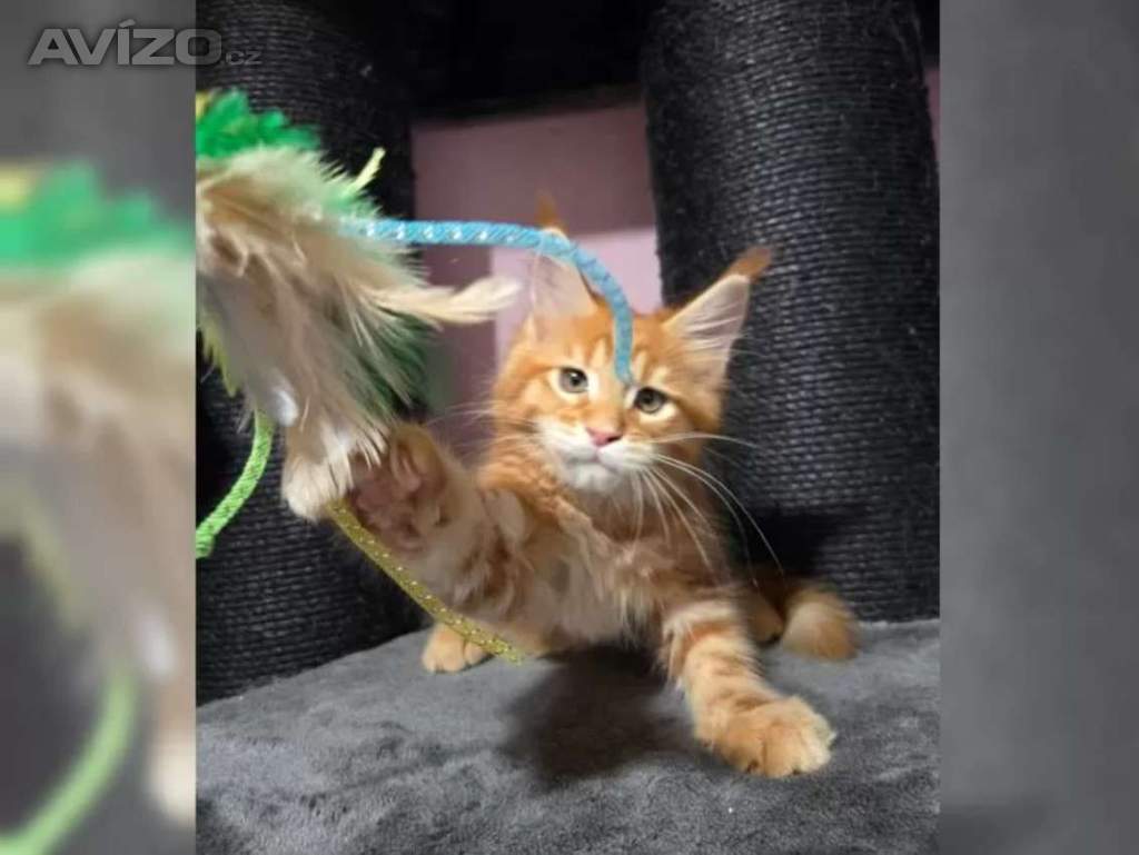 Foto inzerátu Mainská mývalí koťátka hledají milující domov 🐾