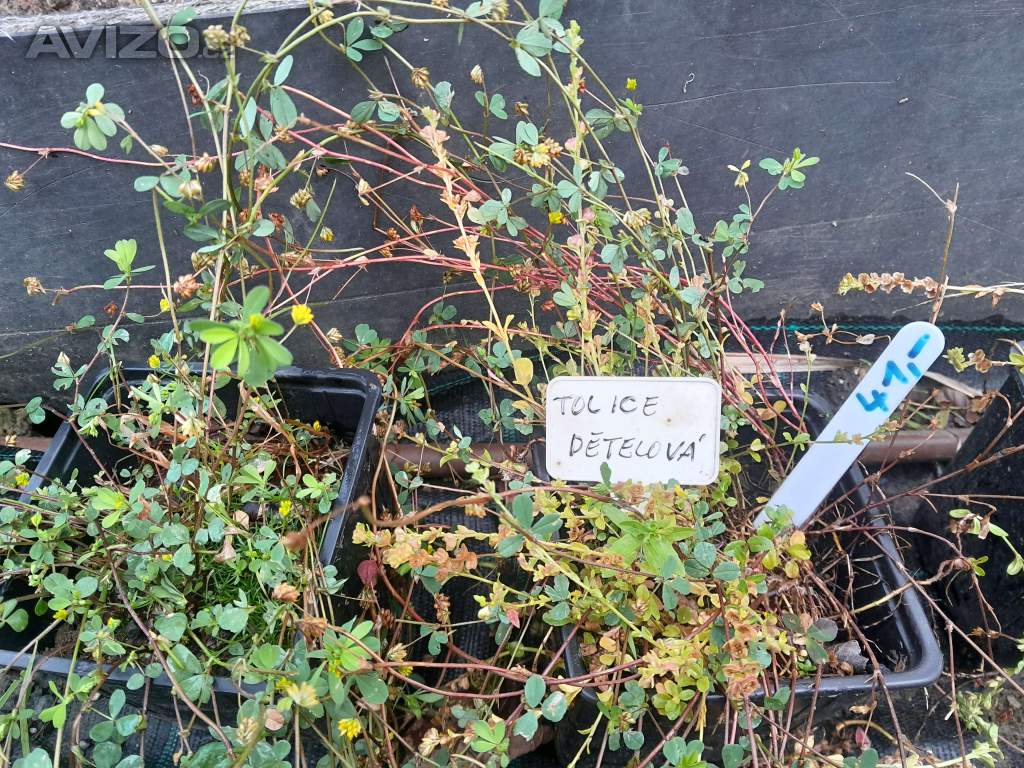 Foto inzerátu Rozchodníky, tolice dětelová a kuklík městský – rostliny k prodeji