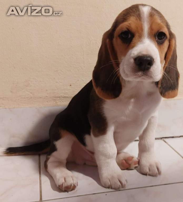 Bígl (též beagle) štěňata s PP