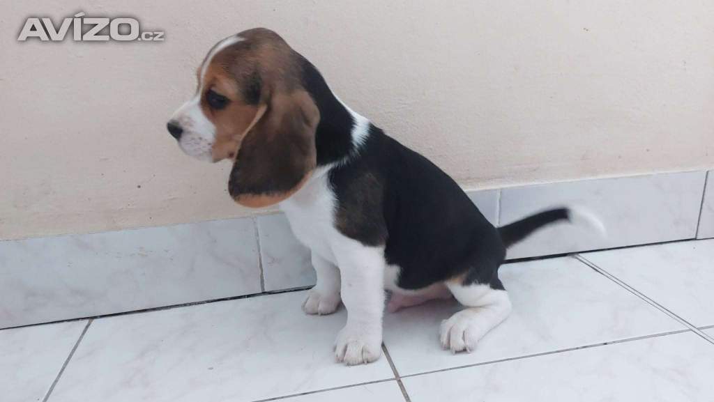 Foto inzerátu Bígl (též beagle) štěňata s PP
