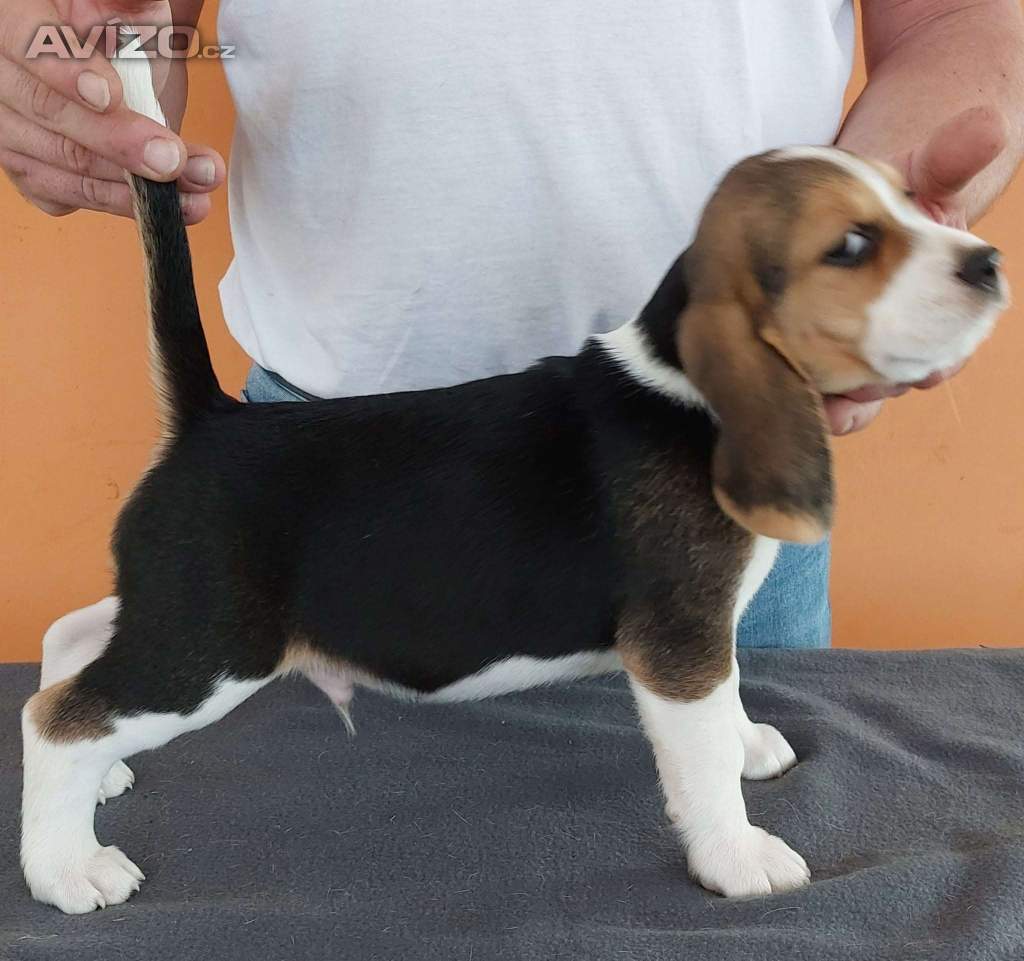 Foto inzerátu Bígl (též beagle) štěňata s PP