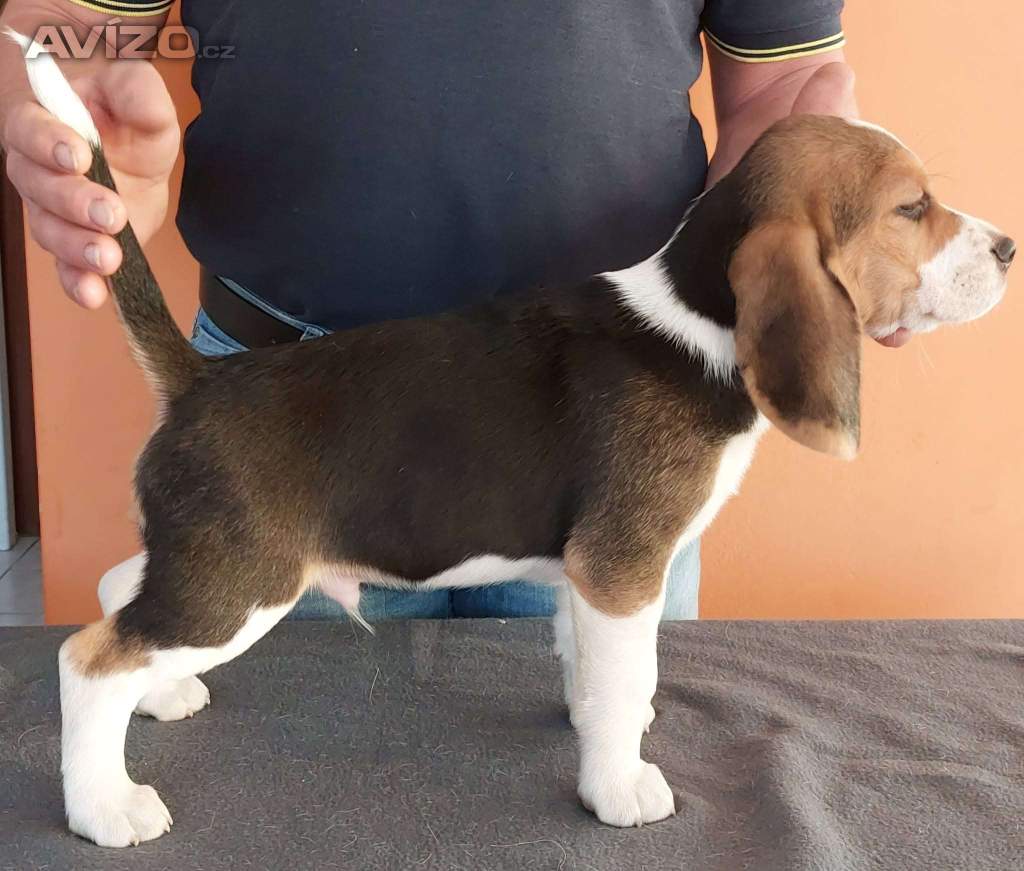 Foto inzerátu Bígl (též beagle) štěňata s PP