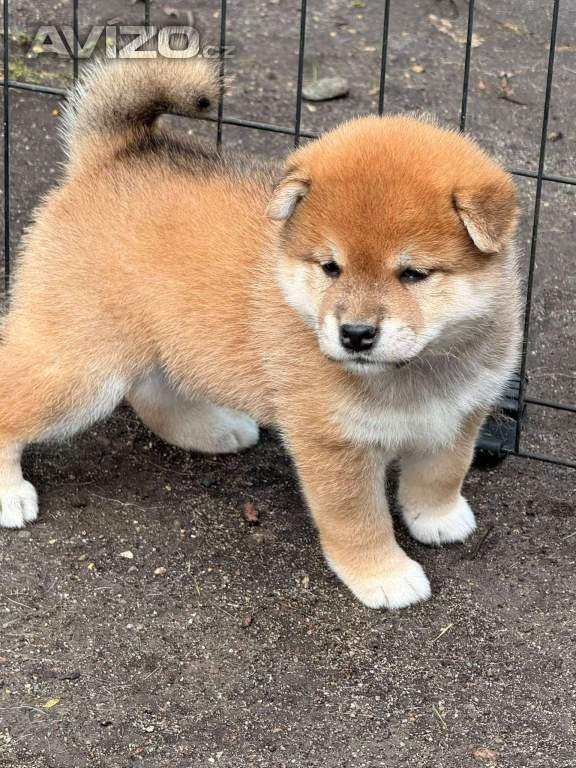 Prodám shiba inu s PP