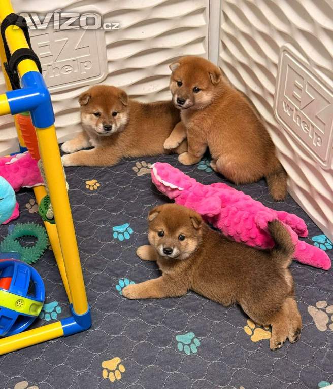 Foto inzerátu Prodám shiba inu s PP