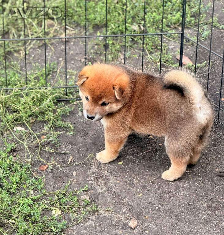 Foto inzerátu Prodám shiba inu s PP