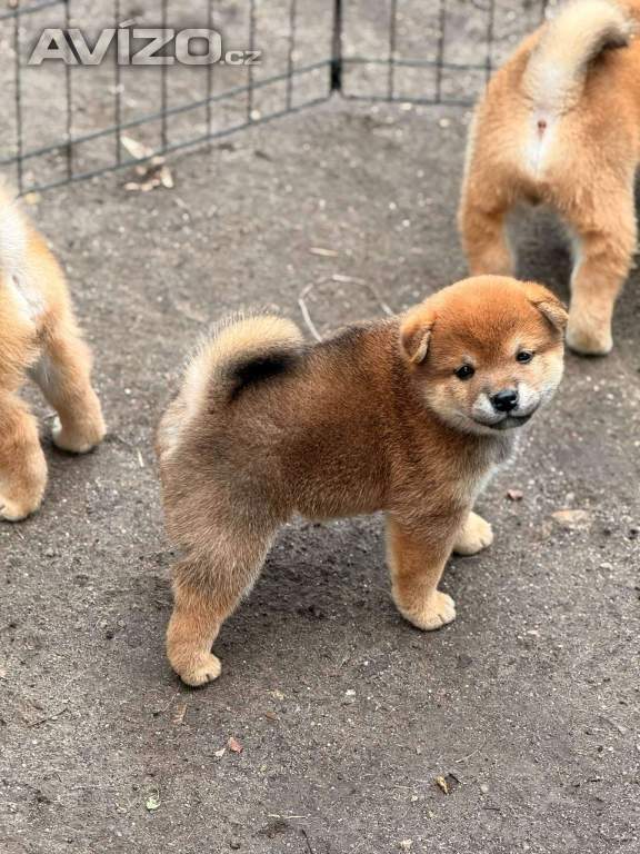 Foto inzerátu Prodám shiba inu s PP