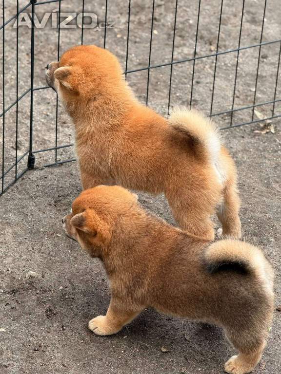 Foto inzerátu Prodám shiba inu s PP