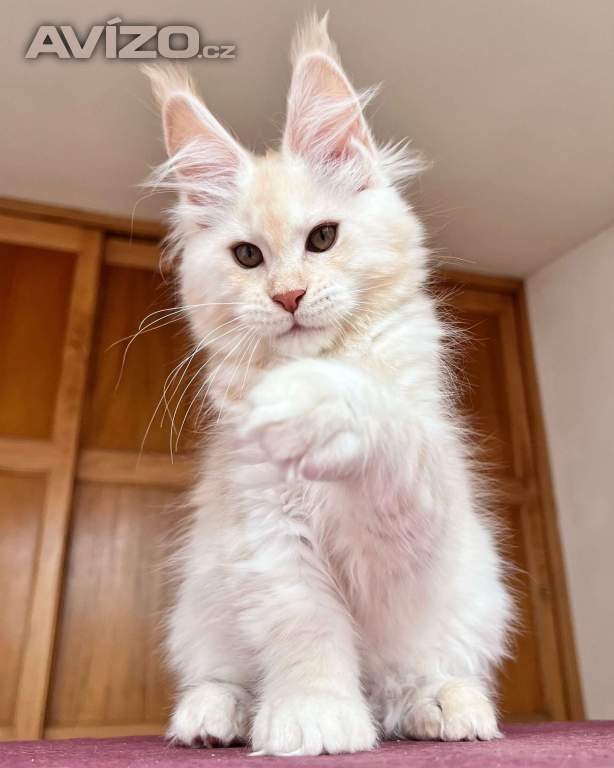 Foto inzerátu Naše mainská mývalí koťátka hledají nové domovy