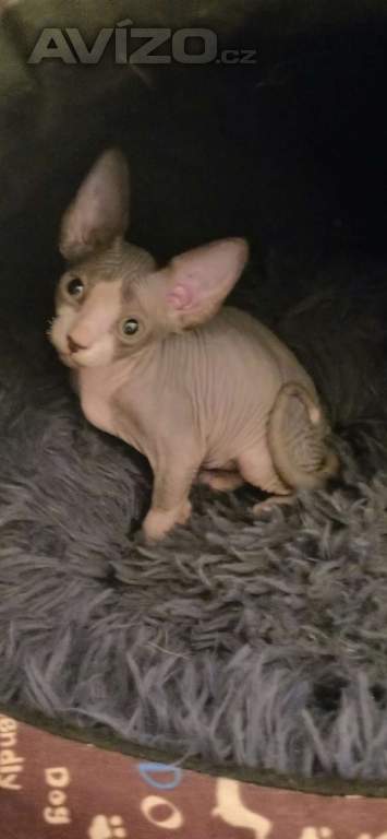 Koťata Sphynx