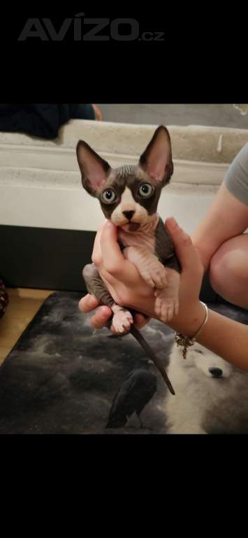 Foto inzerátu Koťata Sphynx