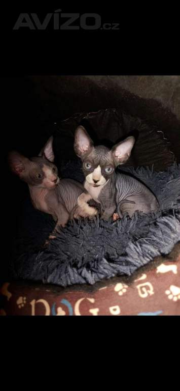 Foto inzerátu Koťata Sphynx