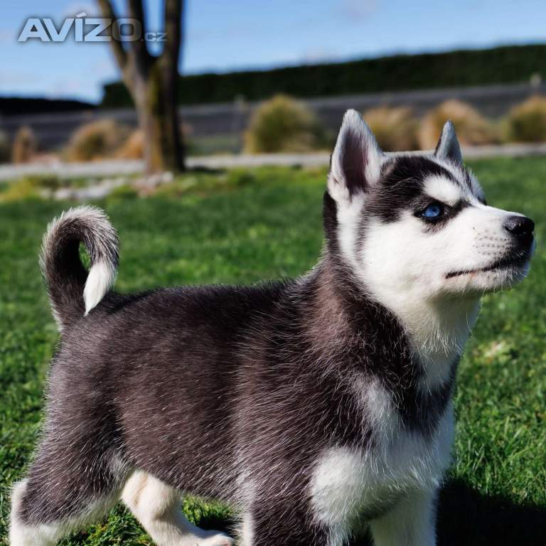 Foto inzerátu sibiřský husky štěňata na prodej