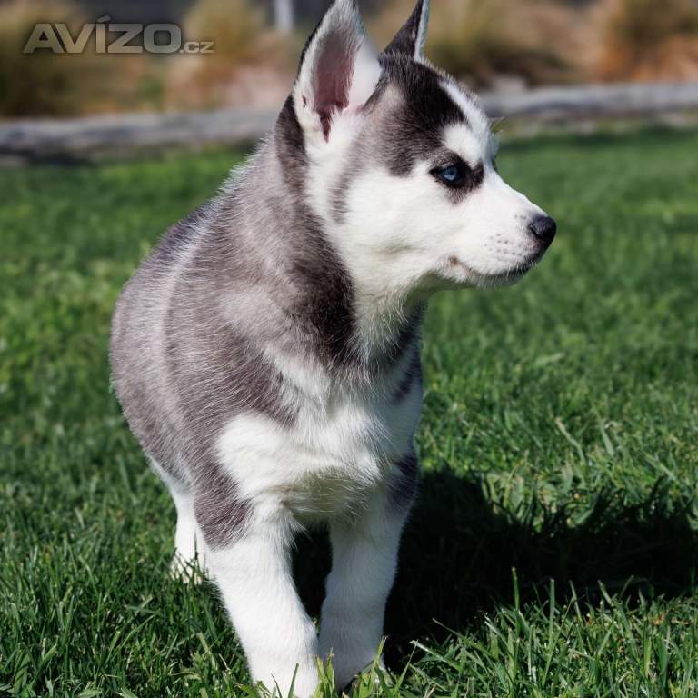 Foto inzerátu sibiřský husky štěňata na prodej