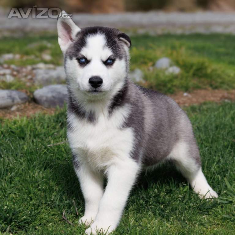 Foto inzerátu sibiřský husky štěňata na prodej