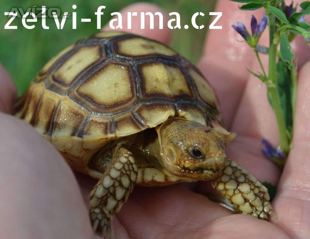 Foto inzerátu SUCHOZEMSKÉ ŽELVY OSTRUHATÉ – vlastní odchov!