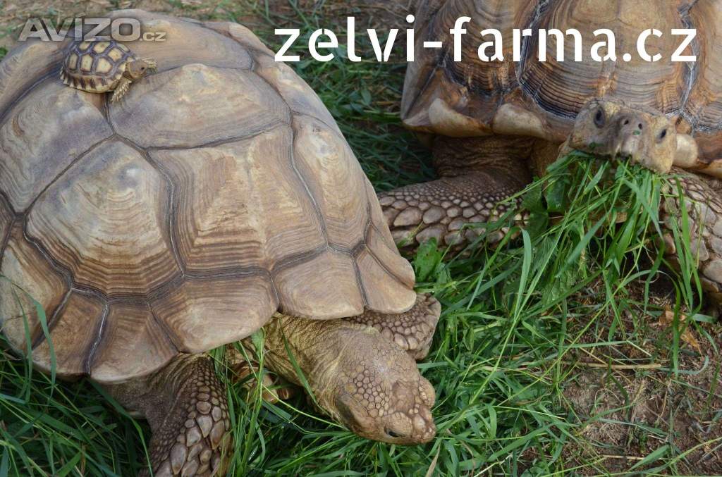 Foto inzerátu SUCHOZEMSKÉ ŽELVY OSTRUHATÉ – vlastní odchov!