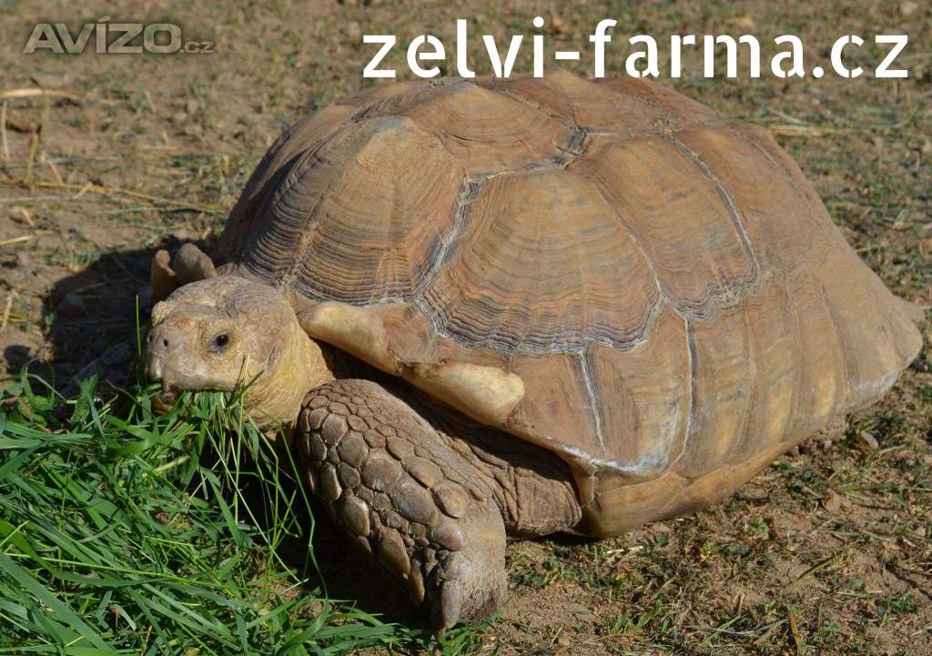 Foto inzerátu SUCHOZEMSKÉ ŽELVY OSTRUHATÉ – vlastní odchov!
