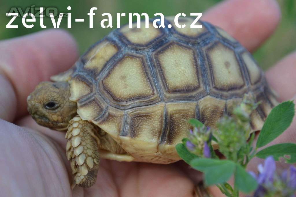 Foto inzerátu SUCHOZEMSKÉ ŽELVY OSTRUHATÉ – vlastní odchov!