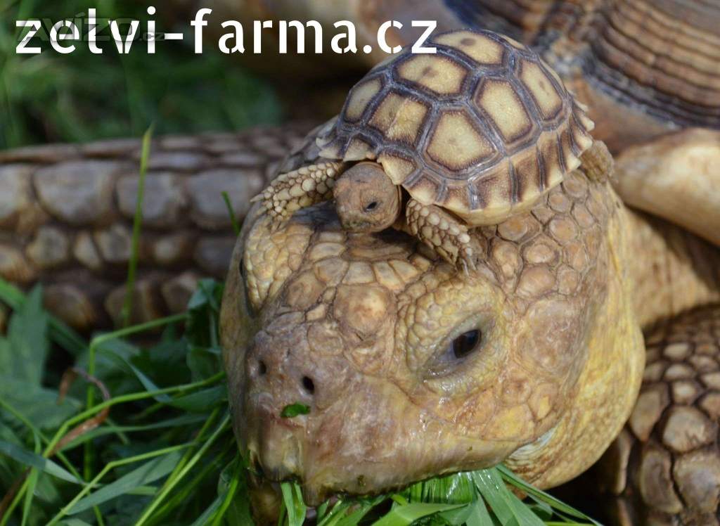 Foto inzerátu SUCHOZEMSKÉ ŽELVY OSTRUHATÉ – vlastní odchov!