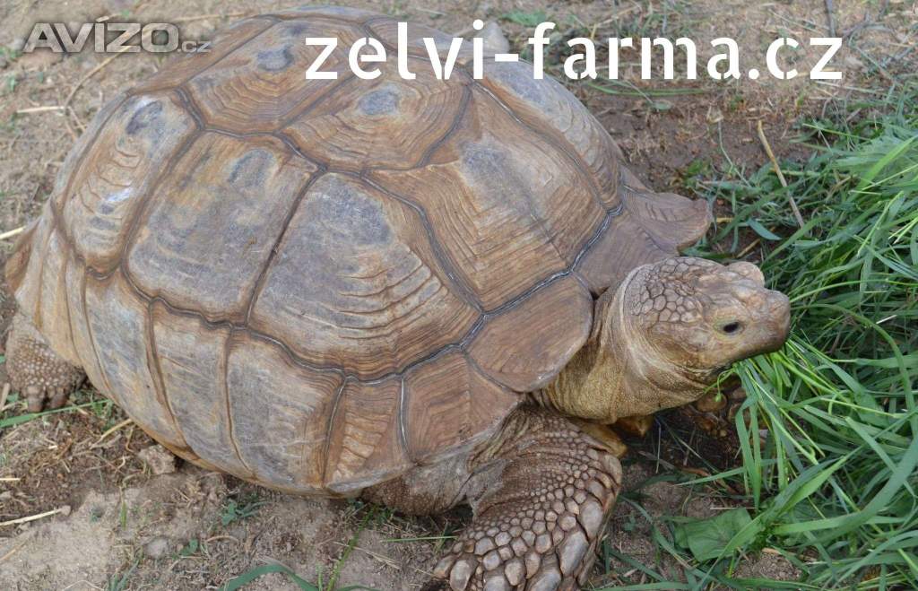 Foto inzerátu SUCHOZEMSKÉ ŽELVY OSTRUHATÉ – vlastní odchov!