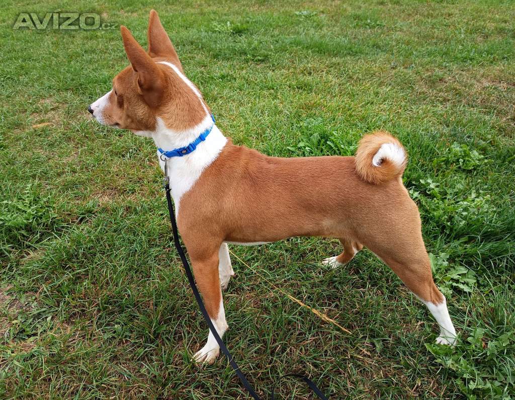 Basenji - pejsek bez pp