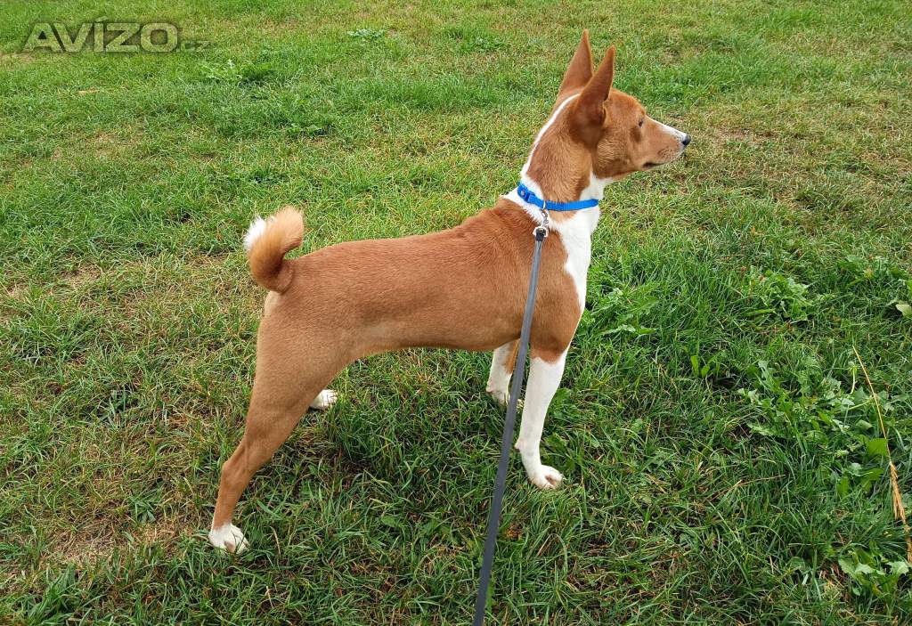 Foto inzerátu Basenji - pejsek bez pp