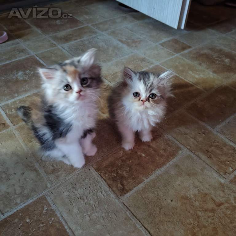 Foto inzerátu Perská koťátka 