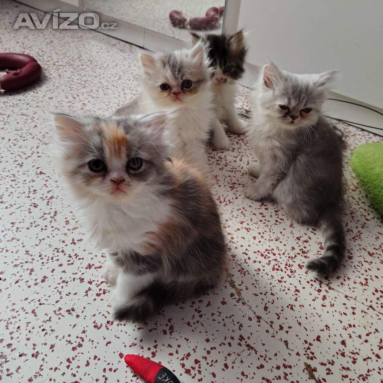Foto inzerátu Perská koťátka 