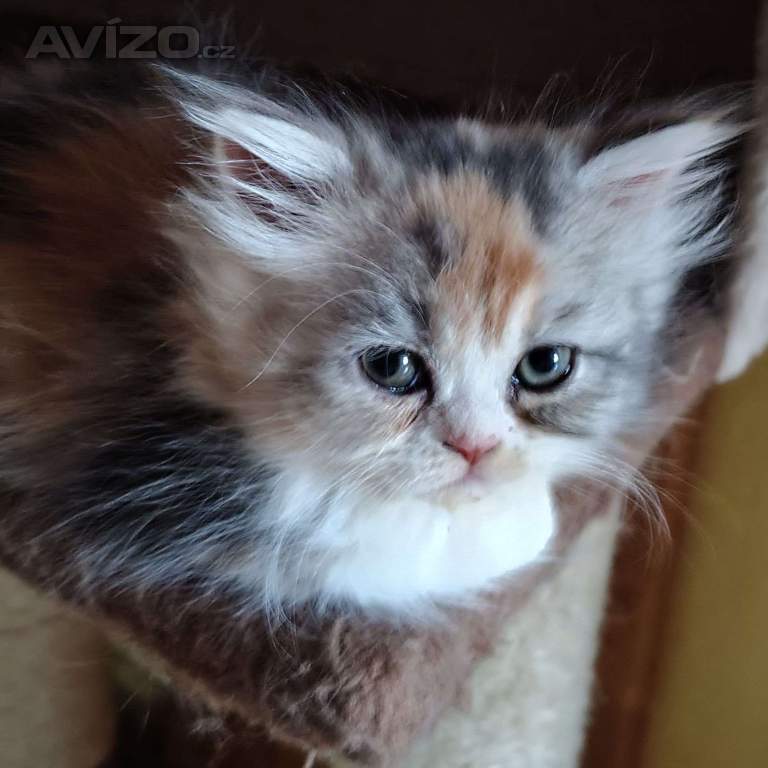 Foto inzerátu Perská koťátka 